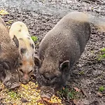 4 Person In Hébergement de vacances *