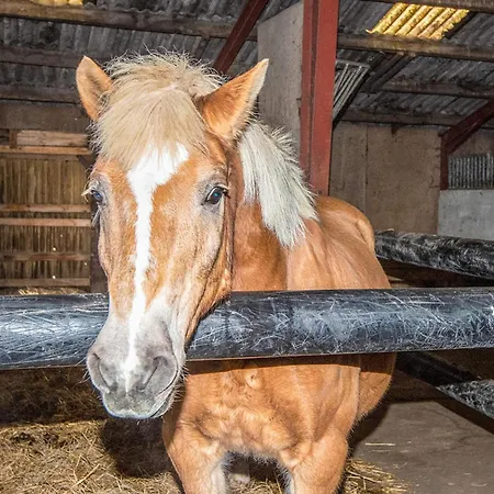 Ferienhaus 4 Person In *