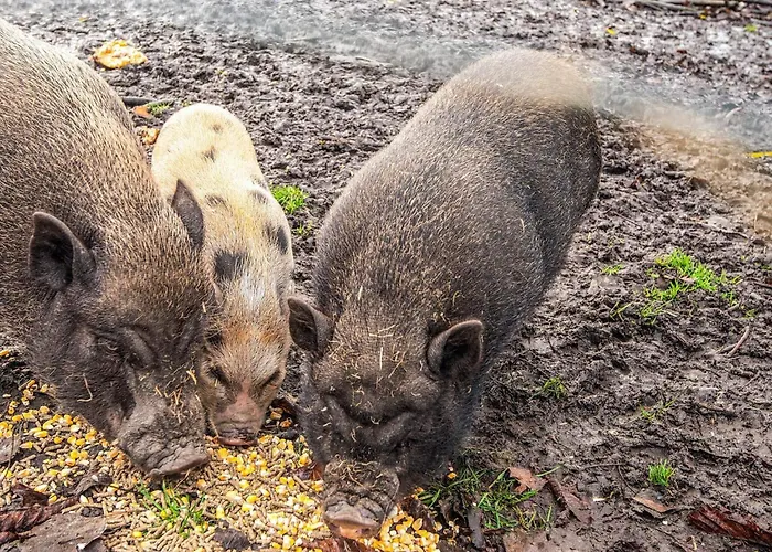 4 Person In Ferienhaus *