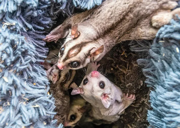 4 Person In * Højer